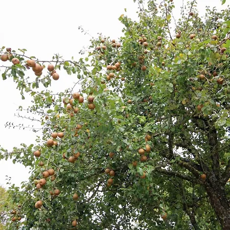 Maison De Charme Avec Jardin Et Wifi Inclus - Fr-1-497-238