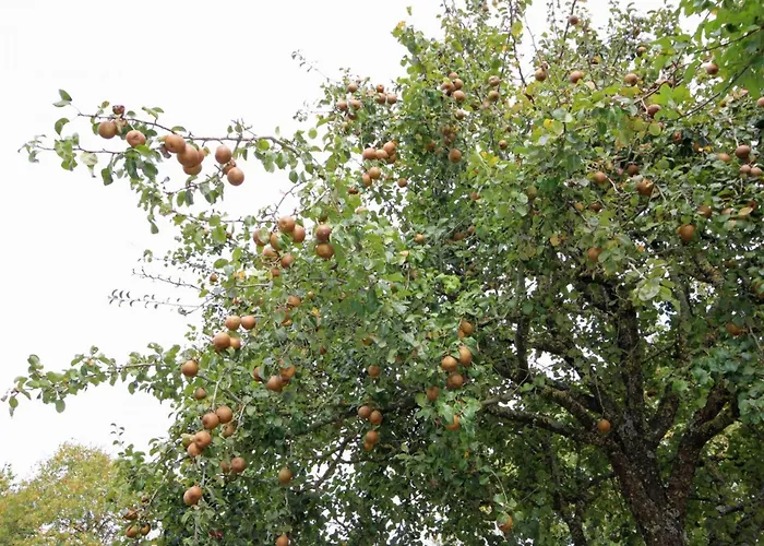 Maison De Charme Avec Jardin Et Wifi Inclus - Fr-1-497-238